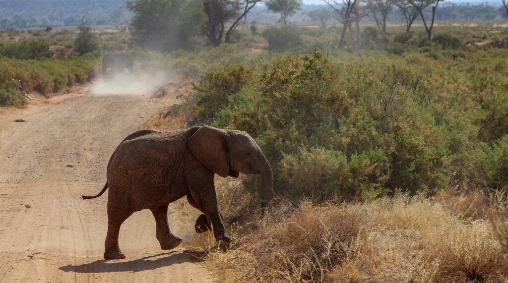 Elephant crossing road in Kenya. Nina R from Africa, CC BY 2.0 https://creativecommons.org/licenses/by/2.0, via Wikimedia Commons